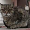 Подробнее об объявлении «Москва Найдена кошка таганский район» Фото: найдена кошка  «Москва Найдена кошка таганский район» в г. Москва