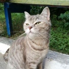 Подробнее об объявлении «Бердск Найдена кошка ласковая, ухоженная(домашняя), беременна.» Фото: найдена кошка  «Бердск Найдена кошка ласковая,...» в г. Бердск