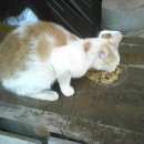 Подробнее об объявлении «Новосибирск Найдена кошка» Фото: найдена кошка  «Новосибирск Найдена кошка» в г. Новосибирск