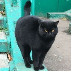 Подробнее об объявлении «Москва Найден кот коровинское шоссе» Фото: найдена кошка  «Москва Найден кот коровинское шоссе» в г. Москва