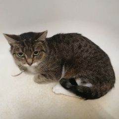 Подробнее об объявлении «Санкт-Петербург Найдена кошка» Фото: найдена кошка  «Санкт-Петербург Найдена кошка» в г. Санкт-Петербург