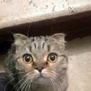 Подробнее об объявлении «Москва Найдена кошка вислоухая молодая кошка» Фото: найдена кошка Шотландская вислоухая «Москва Найдена кошка вислоухая молодая кошка» в г. Москва