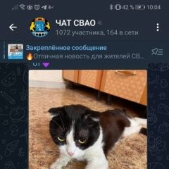 Подробнее об объявлении «Москва Найден кот кто потерял» Фото: найдена кошка  «Москва Найден кот кто потерял» в г. Москва