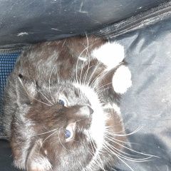 Подробнее об объявлении «Санкт-Петербург Найден кот» Фото: найдена кошка  «Санкт-Петербург Найден кот» в г. Санкт-Петербург