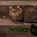 Подробнее об объявлении «Найден кот Реутов» Фото: найдена кошка  «Найден кот Реутов» в г. Реутов