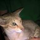 Подробнее об объявлении «Москва Найдена кошка инопланетянской внешности» Фото: найдена кошка Ориентальная (восточная короткошерстная) «Москва Найдена кошка инопланетянской внешности» в г. Москва