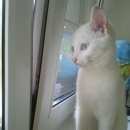 Подробнее об объявлении «Найдена кошка чисто белая кошка Фирсановка» Фото: найдена кошка  «Найдена кошка чисто белая кошка Фирсановка» в г. Фирсановка