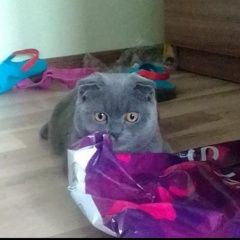 Подробнее об объявлении «Найдена кошка Санкт-Петербург» Фото: найдена кошка  «Найдена кошка Санкт-Петербург» в г. Санкт-Петербург