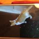 Подробнее об объявлении «Москва Найден кот» Фото: найдена кошка  «Москва Найден кот» в г. Москва