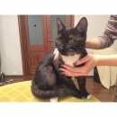 Подробнее об объявлении «Москва Найден кот. мега белая дача 02.01.17» Фото: найдена кошка  «Москва Найден кот. мега белая дача 02.01.17» в г. Москва