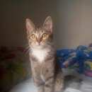 Подробнее об объявлении «Санкт-Петербург Найдена кошка» Фото: найдена кошка  «Санкт-Петербург Найдена кошка» в г. Санкт-Петербург