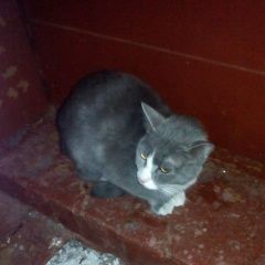 Подробнее об объявлении «Санкт-Петербург Найдена кошка» Фото: найдена кошка  «Санкт-Петербург Найдена кошка» в г. Санкт-Петербург