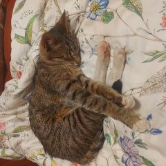 Подробнее об объявлении «Найдена кошка Москва» Фото: найдена кошка  «Найдена кошка Москва» в г. Москва
