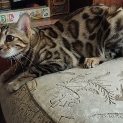 Картинка найдена кошка В городе Красноярск обнаружилась киска. Красноярск