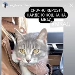 Подробнее об объявлении «Москва Найдена кошка серая кошка в ошейнике» Фото: найдена кошка  «Москва Найдена кошка серая кошка в ошейнике» в г. Москва