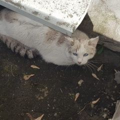 Подробнее об объявлении «Москва Найдена кошка в районе бутырского вала, ул.лесная» Фото: найдена кошка  «Москва Найдена кошка в районе бутырского вала,...» в г. Москва