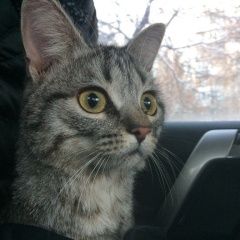 Подробнее об объявлении «Найдена кошка Королев» Фото: найдена кошка  «Найдена кошка Королев» в г. Королев