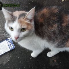Подробнее об объявлении «Найдена кошка Королев» Фото: найдена кошка  «Найдена кошка Королев» в г. Королев
