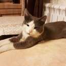 Подробнее об объявлении «Москва Найдена кошка подросток серо-белая, северное чертаново» Фото: найдена кошка  «Москва Найдена кошка подросток серо-белая,...» в г. Москва