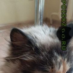 Подробнее об объявлении «Найдена кошка сиамская кошка Уфа» Фото: найдена кошка Сиамская «Найдена кошка сиамская кошка Уфа» в г. Уфа