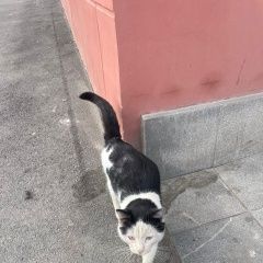 Подробнее об объявлении «Волгоград Найден кот» Фото: найдена кошка  «Волгоград Найден кот» в г. Волгоград
