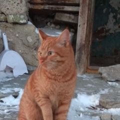 Подробнее об объявлении «Екатеринбург Найдена кошка (рыжий кот) на уктусе о.кошевого 19» Фото: найдена кошка  «Екатеринбург Найдена кошка (рыжий кот) на...» в г. Екатеринбург
