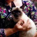 Подробнее об объявлении «Москва Найдена кошка» Фото: найдена кошка  «Москва Найдена кошка» в г. Москва