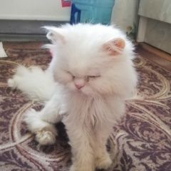Подробнее об объявлении «Пермь Найден кот» Фото: найдена кошка Персидская кошка «Пермь Найден кот» в г. Пермь