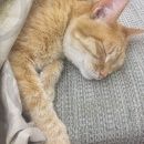 Подробнее об объявлении «Химки Найдена кошка» Фото: найдена кошка  «Химки Найдена кошка» в г. Химки