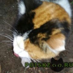 Подробнее об объявлении «Москва Найдена кошка нашли трехцветную кошку» Фото: найдена кошка  «Москва Найдена кошка нашли трехцветную кошку» в г. Москва
