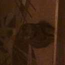 Подробнее об объявлении «Жуковский Найдена кошка взрослая» Фото: найдена кошка Шотландская вислоухая «Жуковский Найдена кошка взрослая» в г. Жуковский