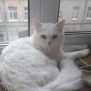 Подробнее об объявлении «Санкт-Петербург Найден кот» Фото: найдена кошка  «Санкт-Петербург Найден кот» в г. Санкт-Петербург