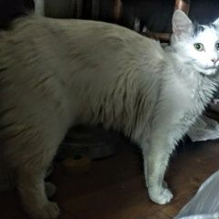 Подробнее об объявлении «Краснодар Найден кот» Фото: найдена кошка  «Краснодар Найден кот» в г. Краснодар