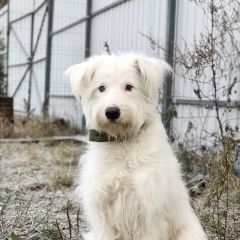 Подробнее об объявлении «Найдена собака кобель срочно ищем прежних хозяев Москва» Фото: найдена собака  «Найдена собака кобель срочно ищем прежних...» в г. Москва