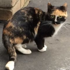 Подробнее об объявлении «Москва Найдена кошка черная с рыжими и белыми пятнами» Фото: найдена кошка  «Москва Найдена кошка черная с рыжими и белыми...» в г. Москва