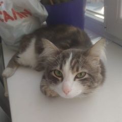 Подробнее об объявлении «Новосибирск Найдена кошка» Фото: найдена кошка  «Новосибирск Найдена кошка» в г. Новосибирск