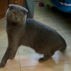Подробнее об объявлении «Севастополь Найден кот» Фото: найдена кошка Скоттиш фолд (шотландская вислоухая) «Севастополь Найден кот» в г. Севастополь