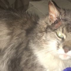 Подробнее об объявлении «Москва Найден кот» Фото: найдена кошка  «Москва Найден кот» в г. Москва