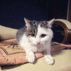 Подробнее об объявлении «Найден кот Королев» Фото: найдена кошка  «Найден кот Королев» в г. Королев