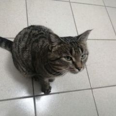 Подробнее об объявлении «Найдена кошка Курган» Фото: найдена кошка  «Найдена кошка Курган» в г. Курган