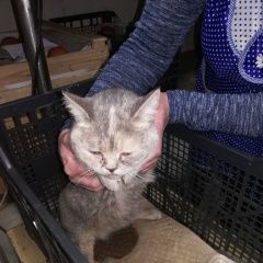 Подробнее об объявлении «Найдена кошка Курган» Фото: найдена кошка  «Найдена кошка Курган» в г. Курган