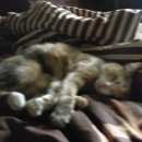 Подробнее об объявлении «Химки Найдена кошка. домашняя кошка.» Фото: найдена кошка  «Химки Найдена кошка. домашняя кошка.» в г. Химки