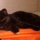 Подробнее об объявлении «Найдена кошка британская или шотландская Оренбург» Фото: найдена кошка Британская длинношерстная «Найдена кошка британская или шотландская Оренбург» в г. Оренбург