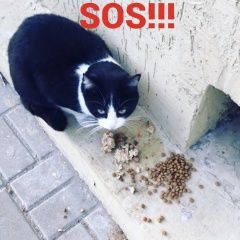 Подробнее об объявлении «Найден кот Ростов-на-Дону» Фото: найдена кошка  «Найден кот Ростов-на-Дону» в г. Ростов-на-Дону