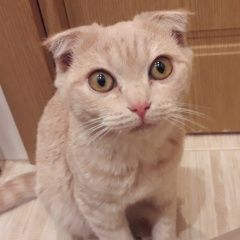 Подробнее об объявлении «Найдена кошка Курган» Фото: найдена кошка  «Найдена кошка Курган» в г. Курган