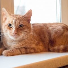 Подробнее об объявлении «Москва Найден кот» Фото: найдена кошка  «Москва Найден кот» в г. Москва