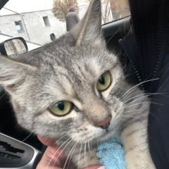Подробнее об объявлении «Найдена кошка Курган» Фото: найдена кошка  «Найдена кошка Курган» в г. Курган