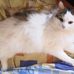 Подробнее об объявлении «Найдена кошка Курган» Фото: найдена кошка  «Найдена кошка Курган» в г. Курган