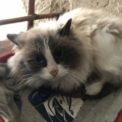 Подробнее об объявлении «Найдена кошка Курган» Фото: найдена кошка  «Найдена кошка Курган» в г. Курган
