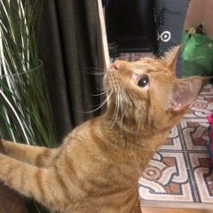 Подробнее об объявлении «Москва Найден кот» Фото: найдена кошка  «Москва Найден кот» в г. Москва